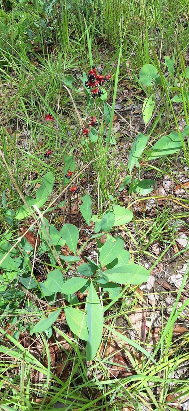 Ochna leptoclada photo 5