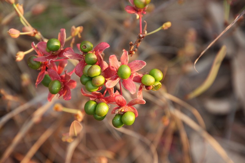 Ochna leptoclada photo 6