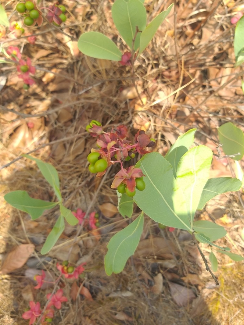 Ochna leptoclada photo 7