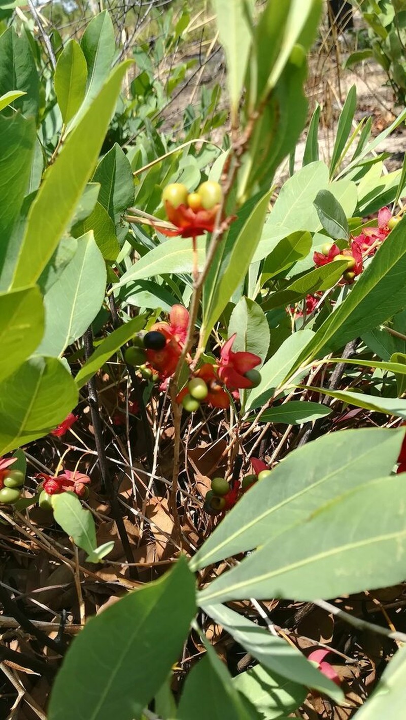 Ochna leptoclada photo 8