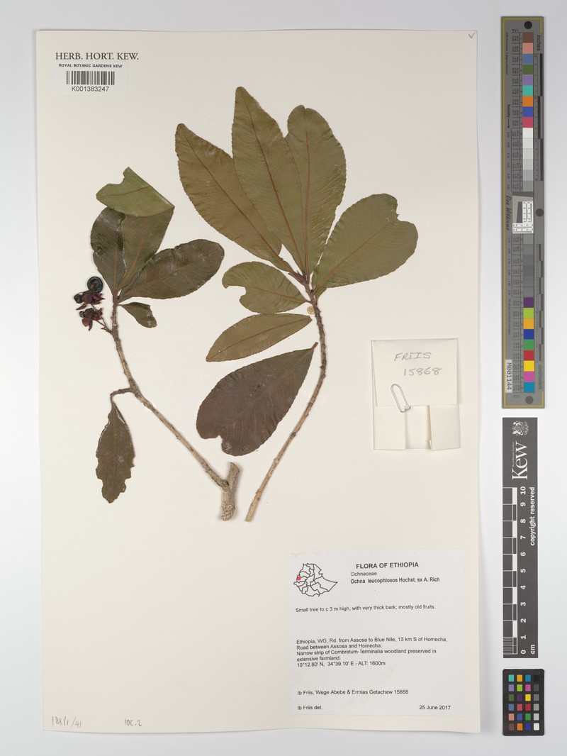 Ochna leucophloeos photo 2