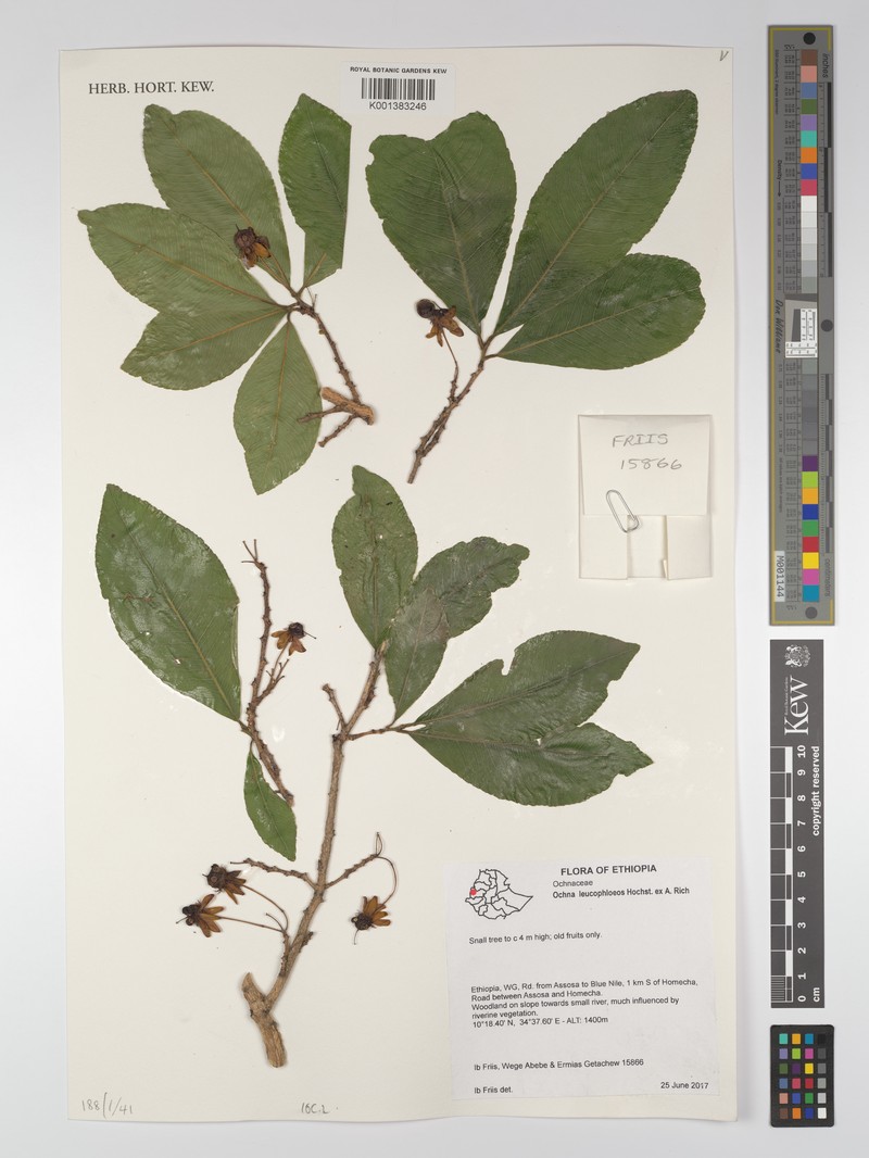 Ochna leucophloeos photo 3