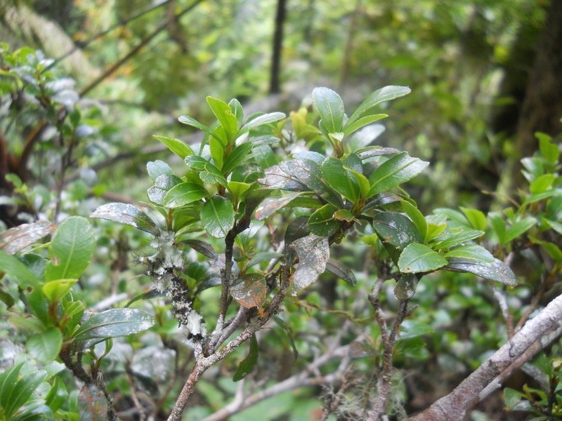 Ochna louvelii