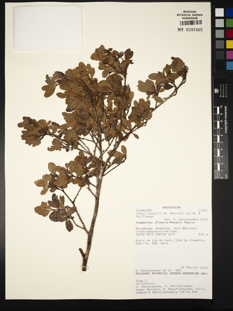 Ochna louvelii photo 2
