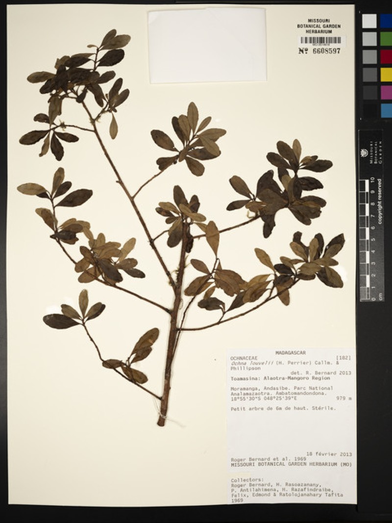 Ochna louvelii photo 3