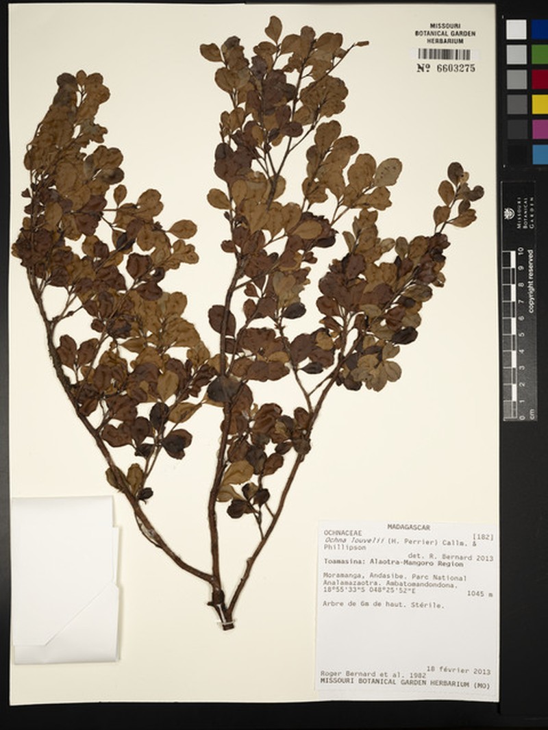 Ochna louvelii photo 4