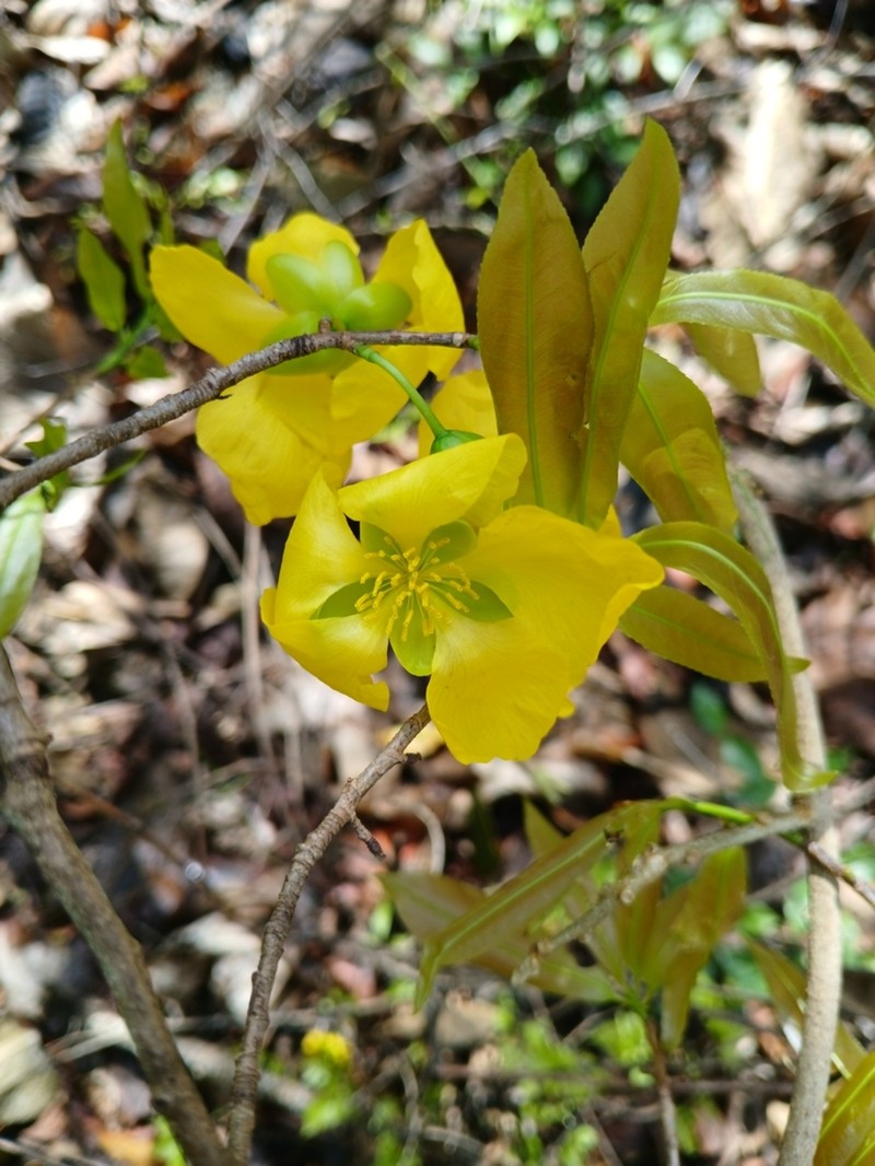 Ochna macrantha