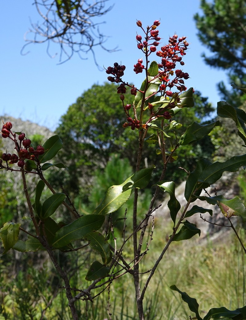 Ochna macrantha photo 2