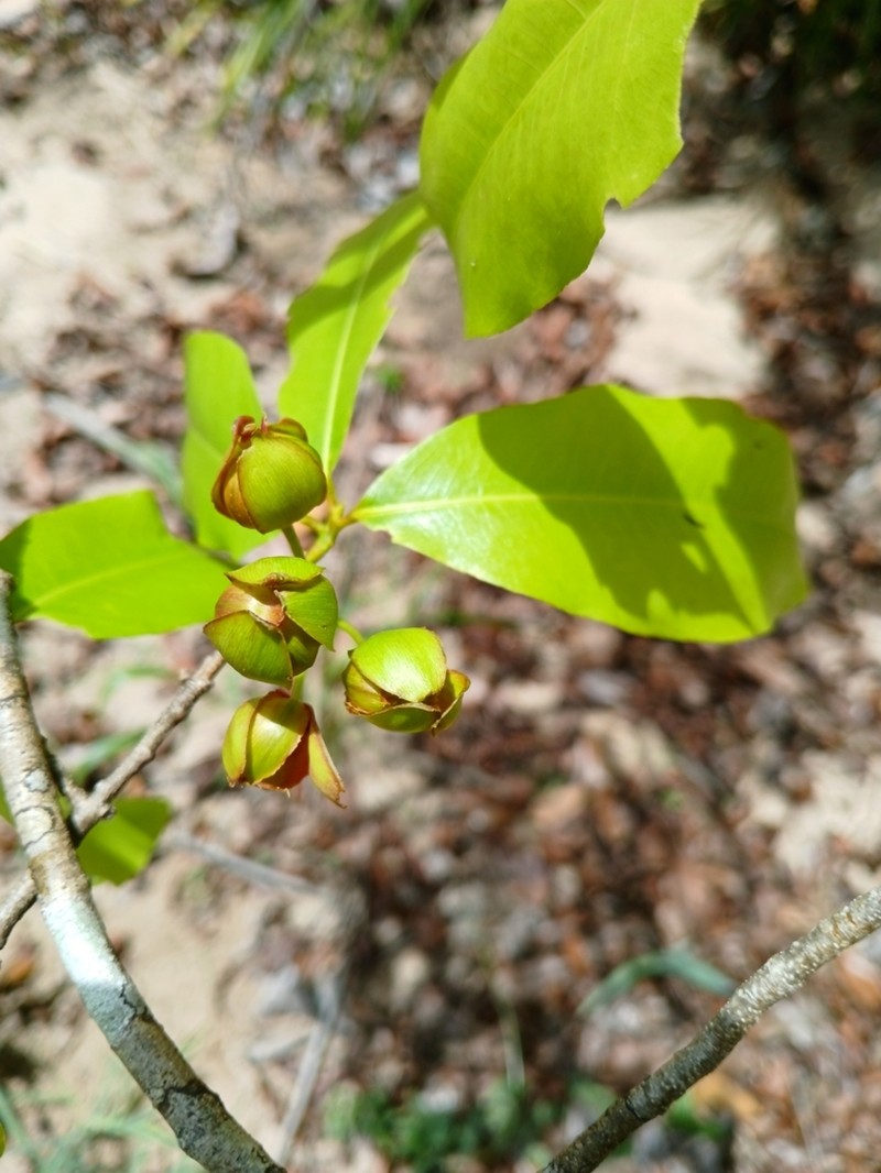 Ochna macrantha photo 3
