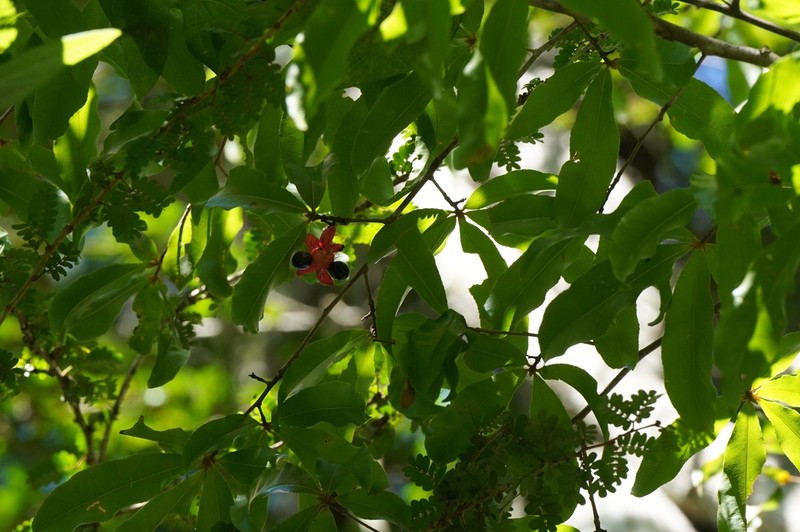 Ochna macrantha photo 4