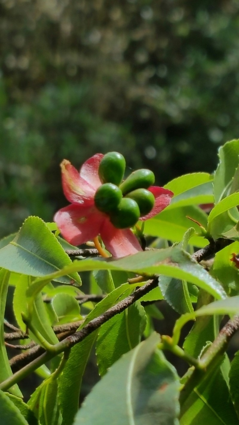Ochna macrantha photo 5