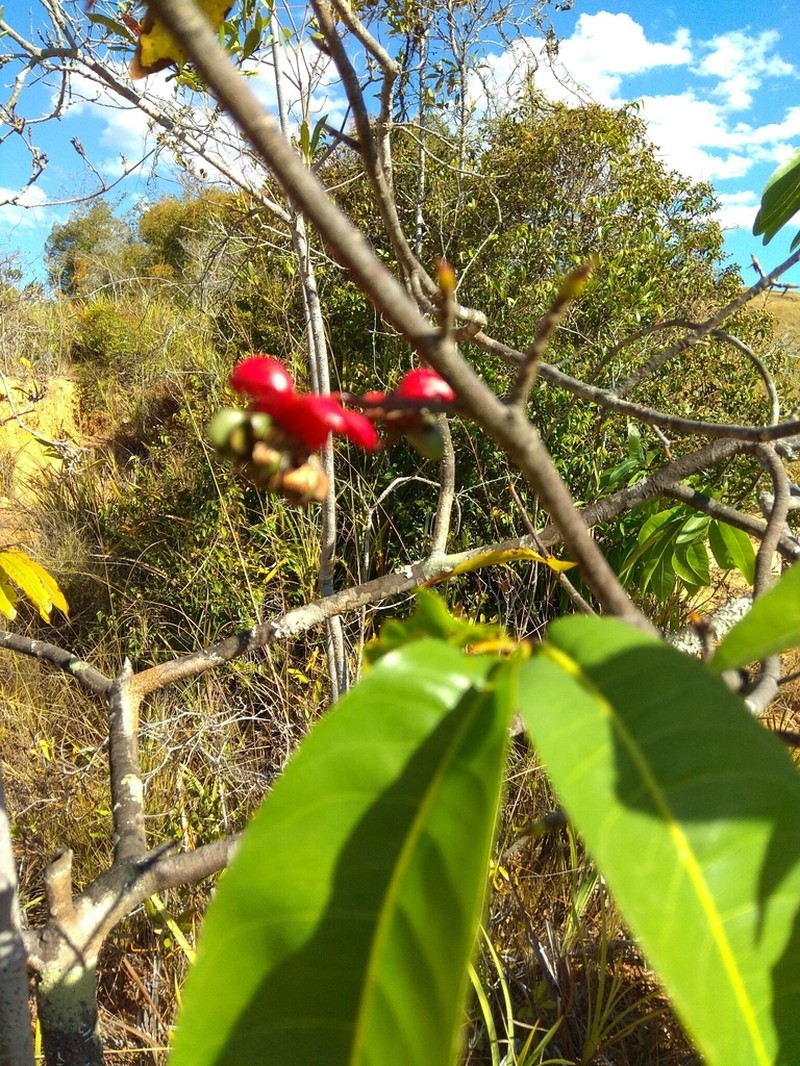 Ochna macrantha photo 6