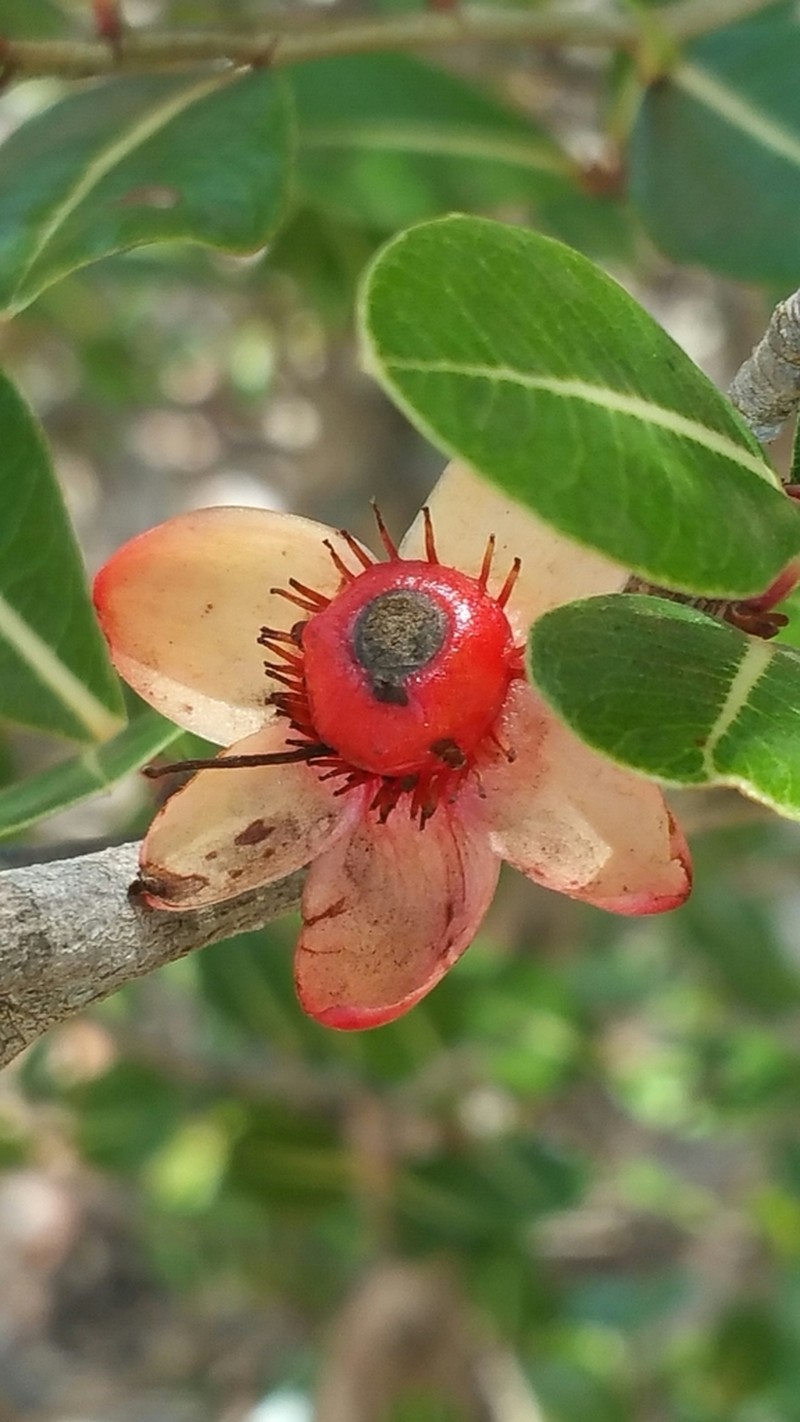 Ochna macrantha photo 7