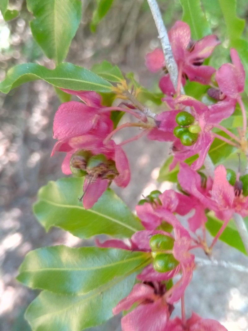 Ochna macrantha photo 8