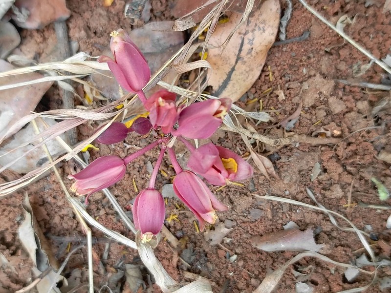 Ochna macrocalyx