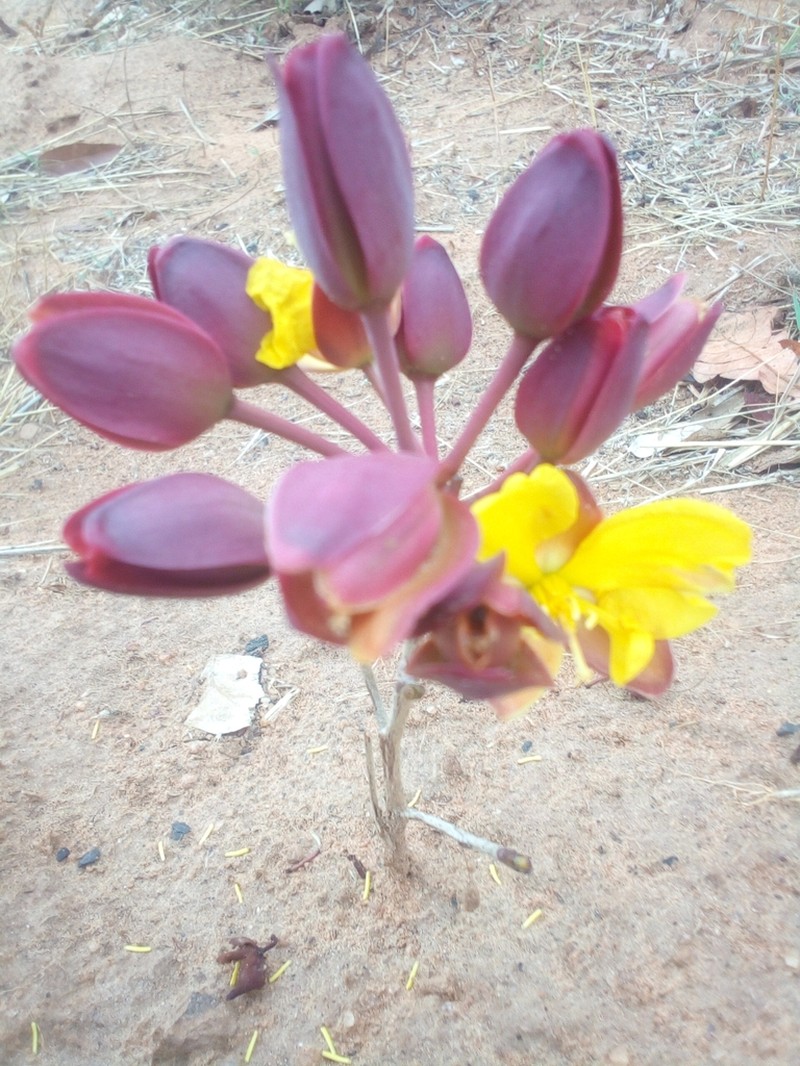 Ochna macrocalyx photo 2