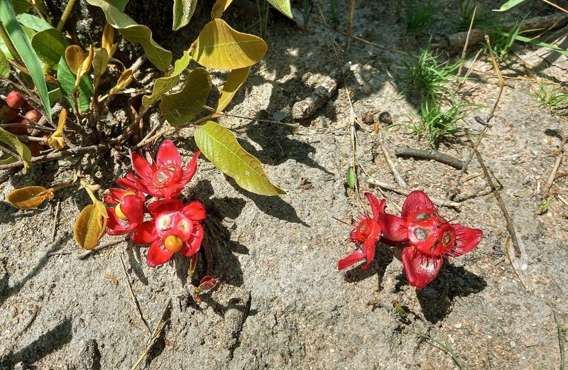 Ochna macrocalyx photo 3
