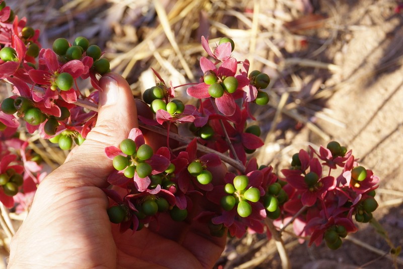 Ochna macrocalyx photo 4