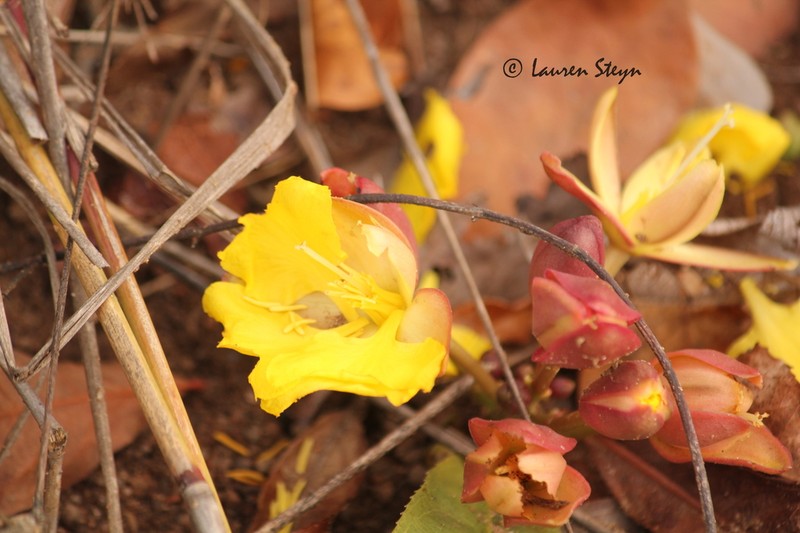 Ochna macrocalyx photo 5