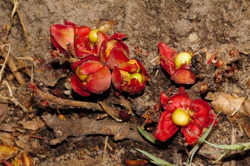 Ochna macrocalyx photo 6