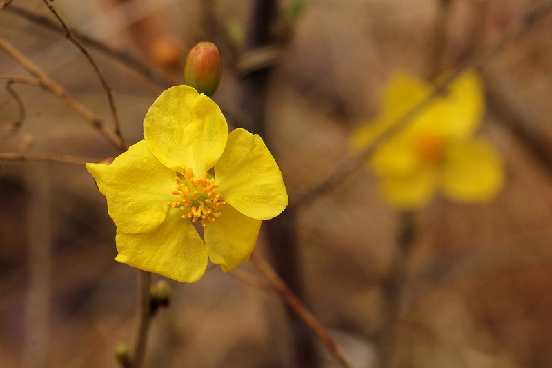 Ochna macrocalyx photo 7