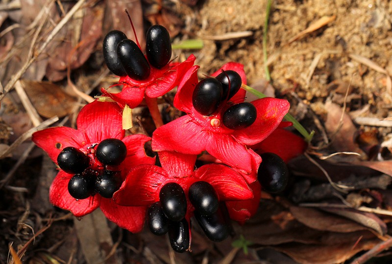 Ochna macrocalyx photo 8
