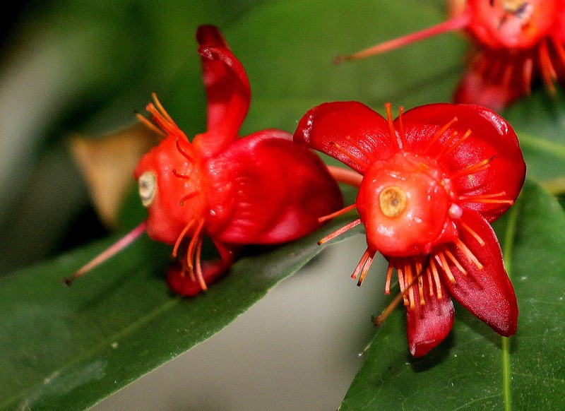 Ochna madagascariensis