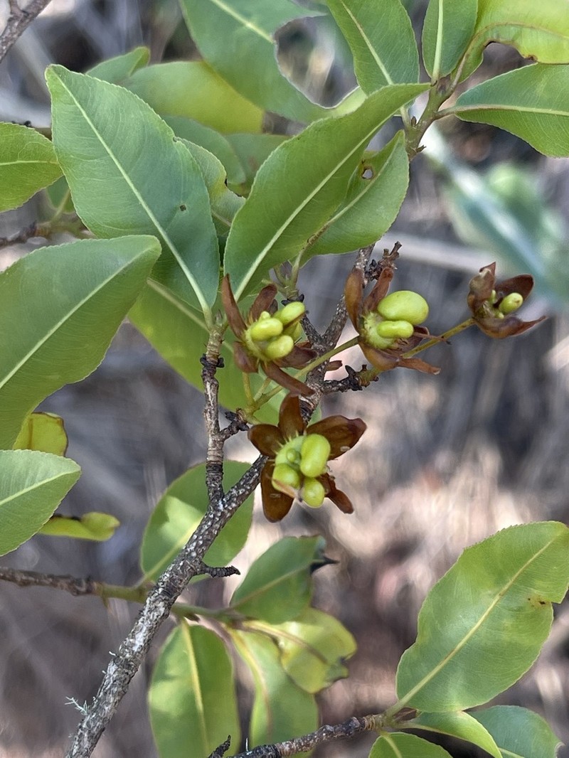 Ochna maguirei photo 2