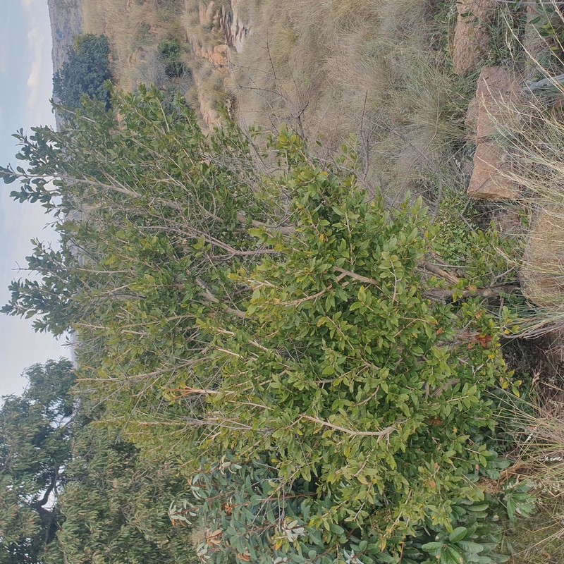 Ochna maguirei photo 3