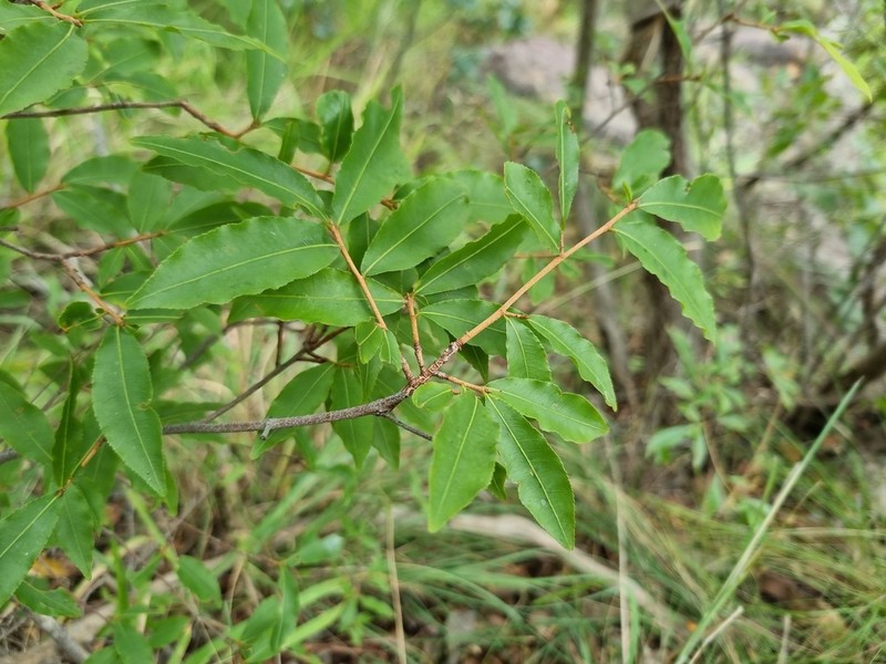 Ochna maguirei photo 4