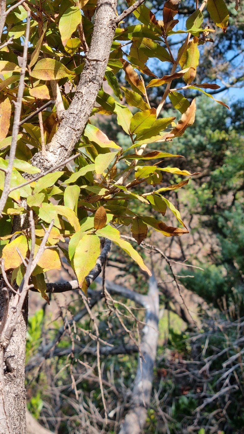 Ochna maguirei photo 5
