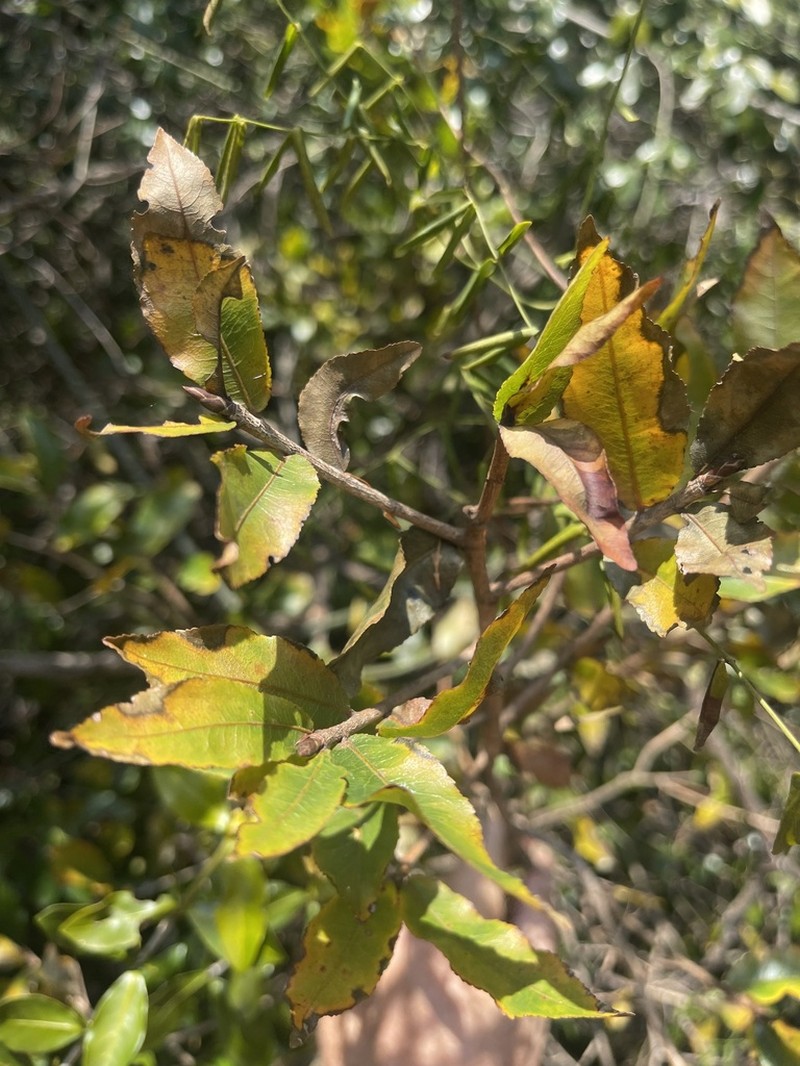 Ochna maguirei photo 6