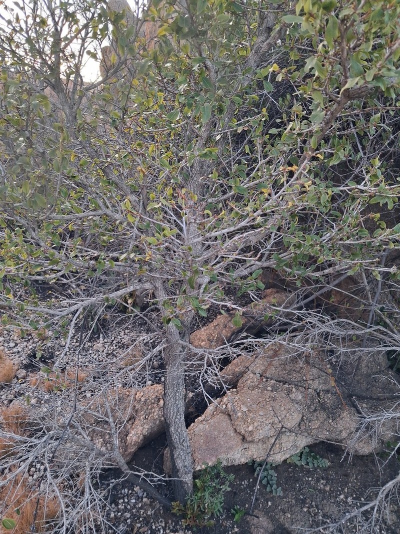 Ochna maguirei photo 7