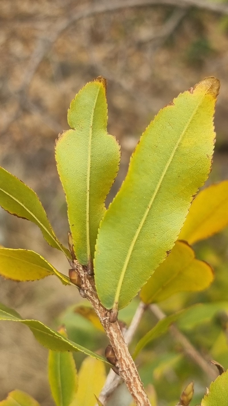 Ochna maguirei photo 8