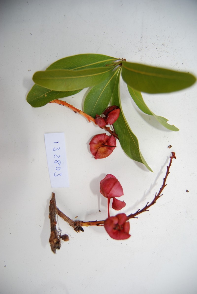 Ochna manikensis
