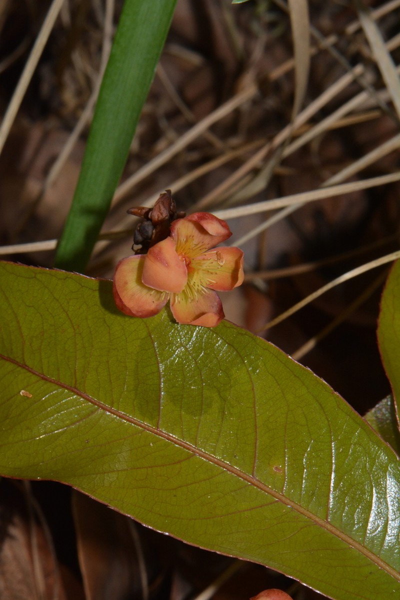 Ochna manikensis photo 2