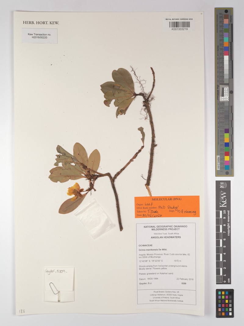 Ochna manikensis photo 3