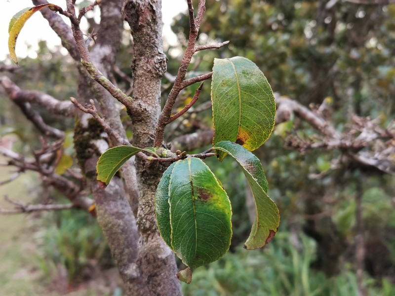 Ochna mauritiana