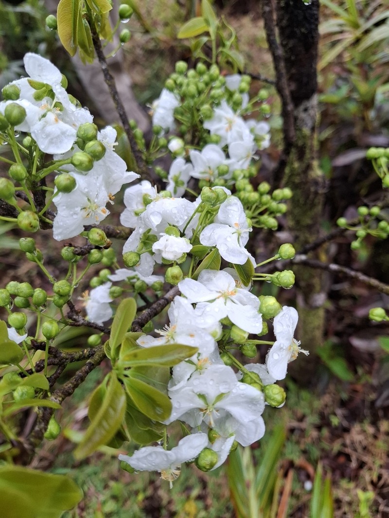 Ochna mauritiana photo 2