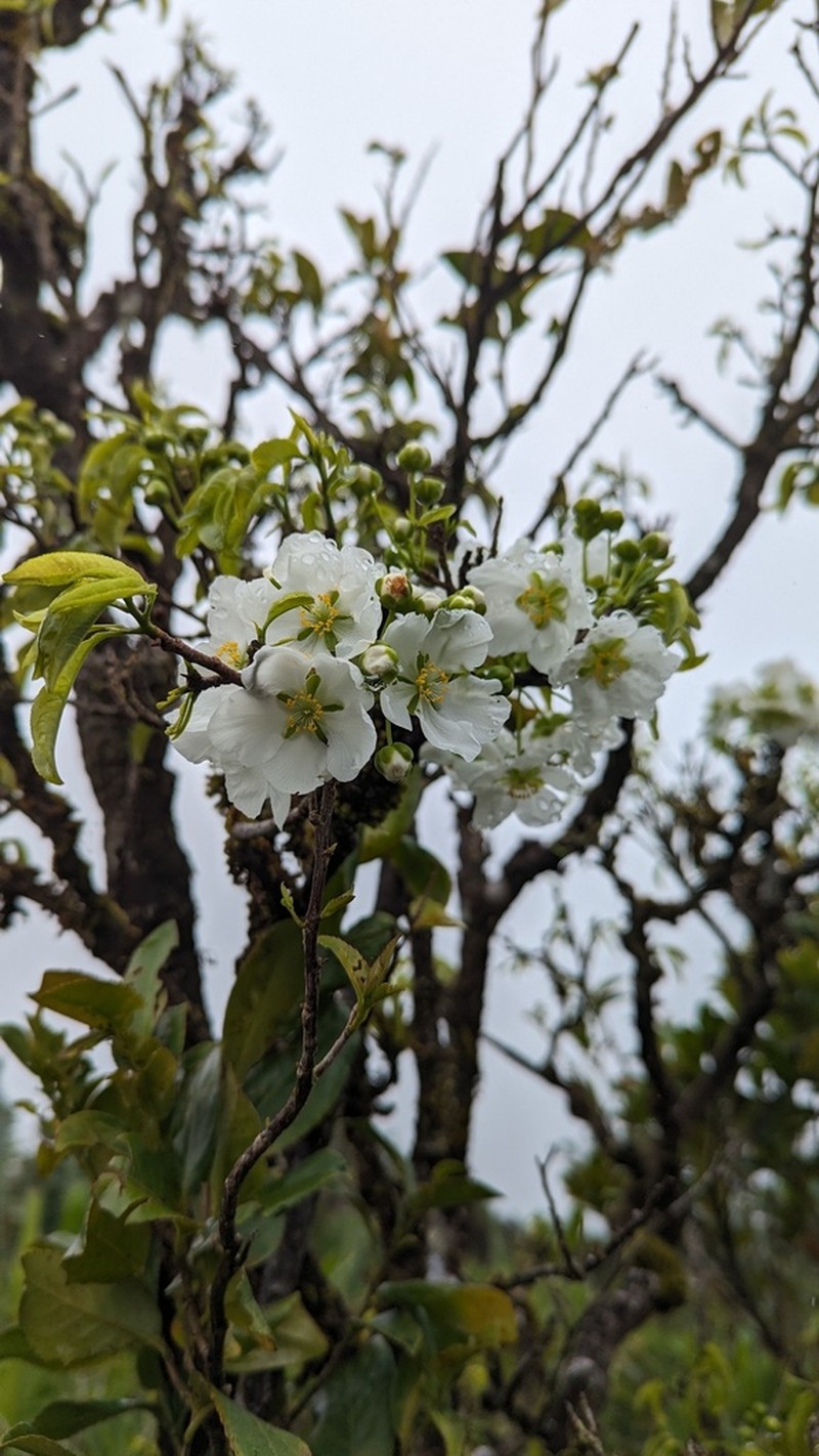 Ochna mauritiana photo 3