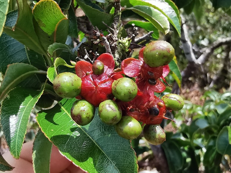 Ochna mauritiana photo 4