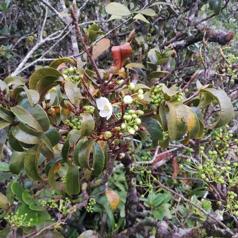 Ochna mauritiana photo 5