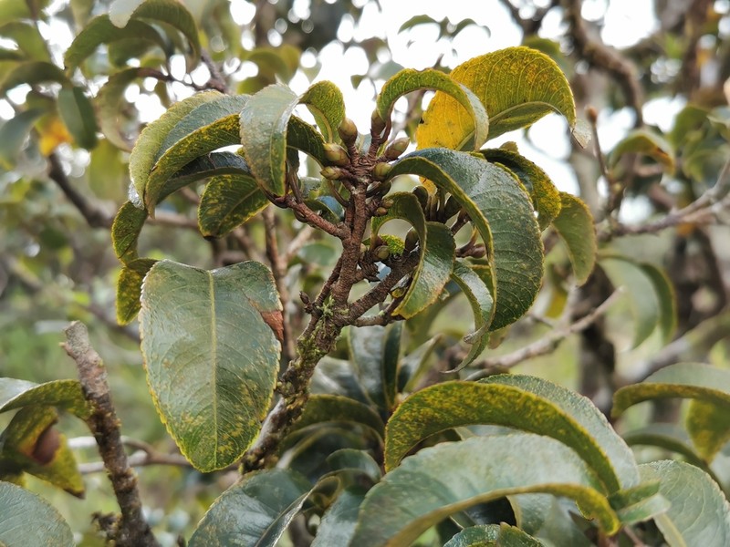 Ochna mauritiana photo 6