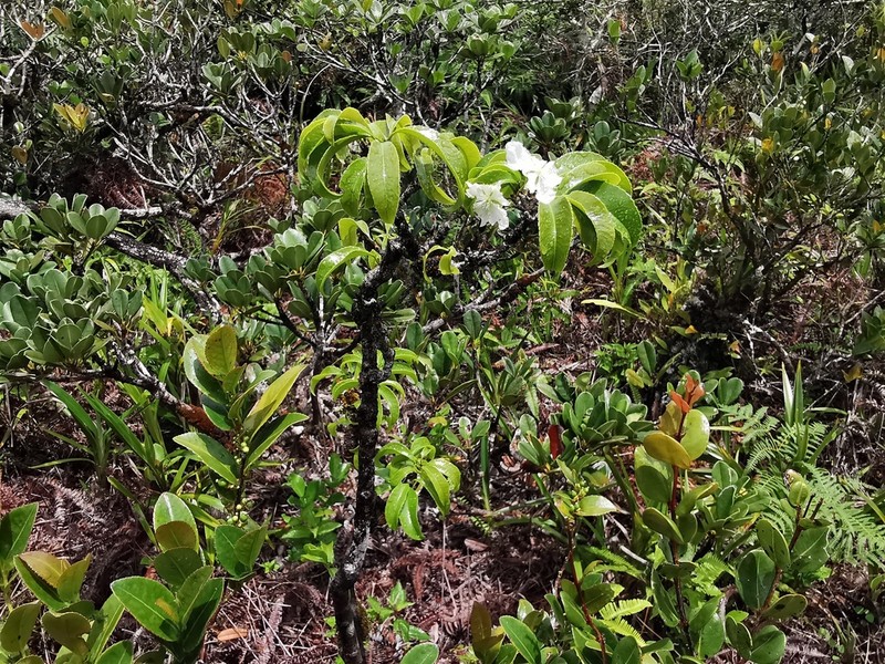 Ochna mauritiana photo 7