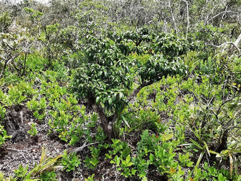 Ochna mauritiana photo 8