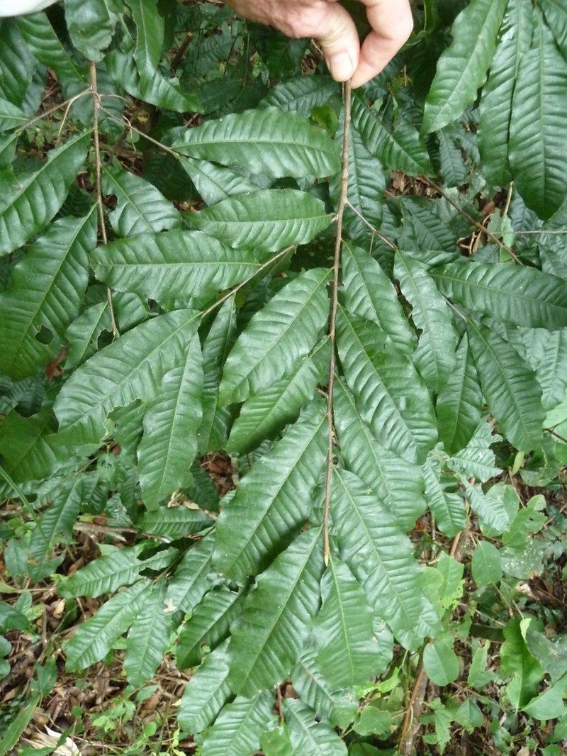 Ochna membranacea photo 2
