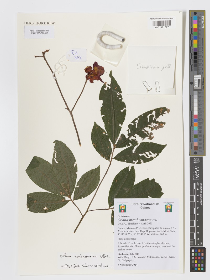Ochna membranacea photo 3