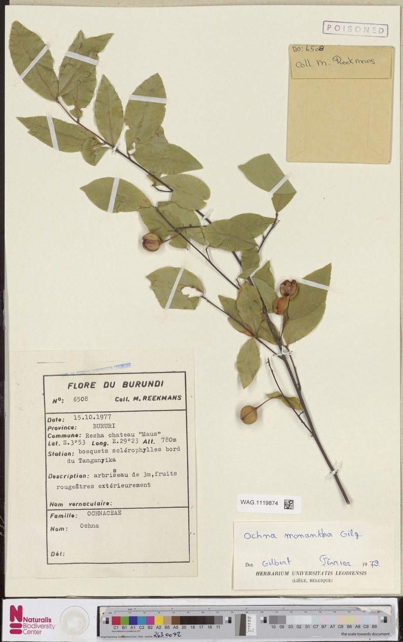 Ochna monantha
