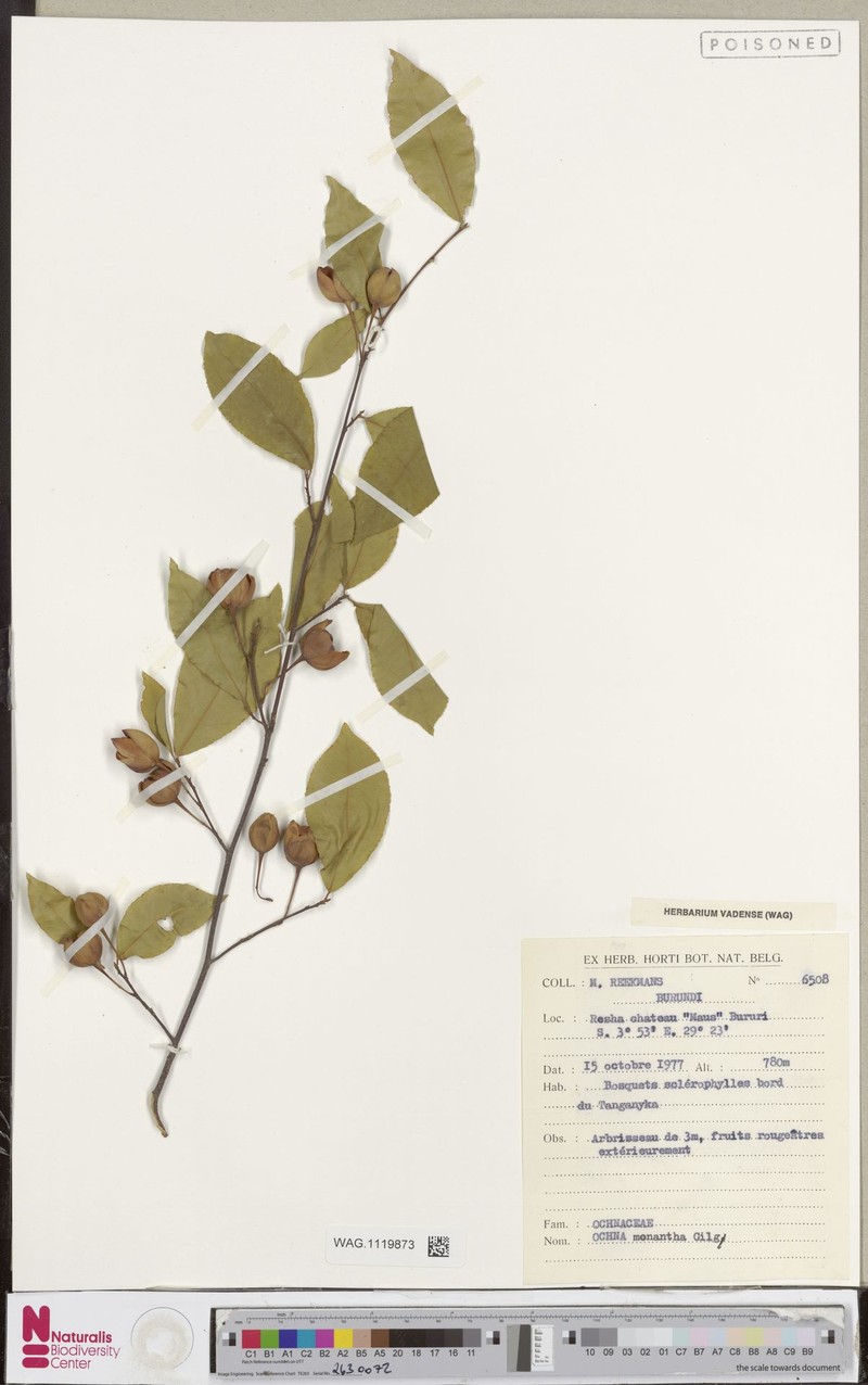 Ochna monantha photo 2