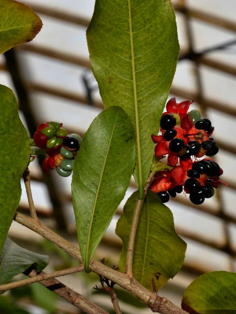 African Bird's-Eye Bush photo 2
